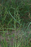 Broadleaf signalgrass